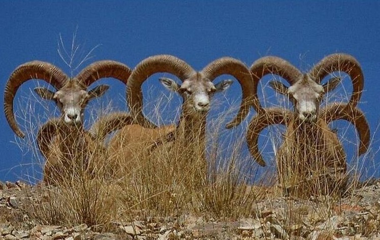 حیات وحش بومی ایران را بشناسید