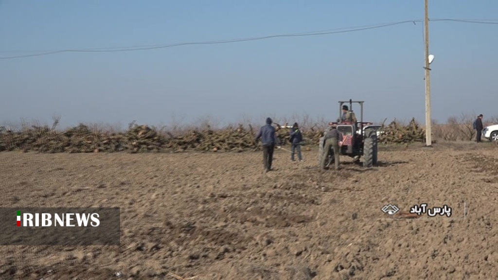 بهسازی و بازسازی باغات میوه مجتمع باغات شرکت کشت و صنعت مغان