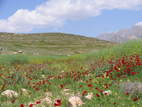 غرب شیراز به منطقه حفاظت شده و شکار ممنوع تبدیل میشود غرب شیراز به منطقه حفاظت شده و شکار ممنوع تبدیل میشود