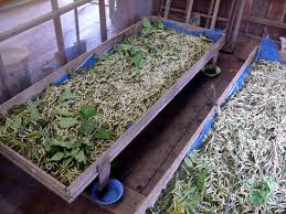 آغاز توزيع تخم نوغان در شهرستان تربت حیدریه آغاز توزيع تخم نوغان در شهرستان تربت حیدریه