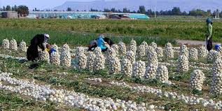 این درد را که درمان کند