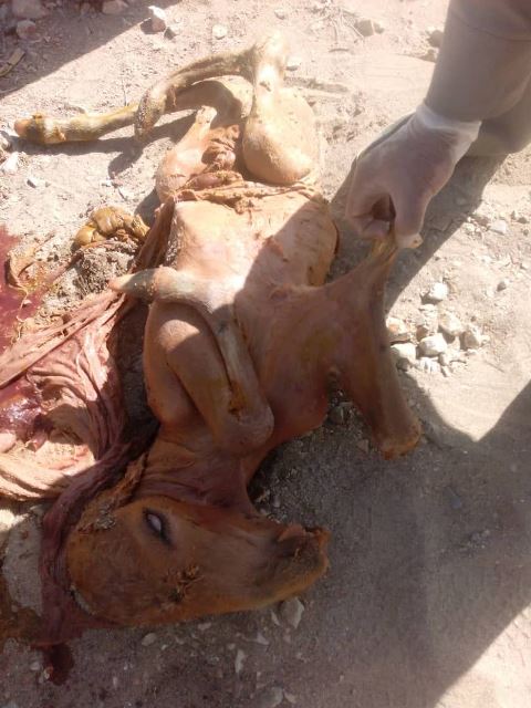 واکنش محیط زیست استان یزد به مرگ گورخر باردار در مهریز واکنش محیط زیست استان یزد به مرگ گورخر باردار در مهریز