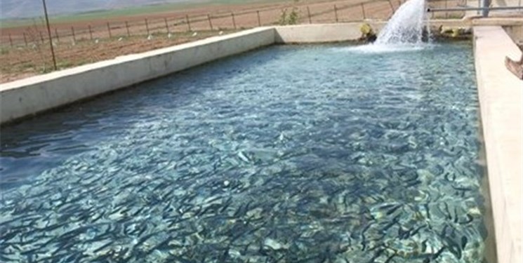 خسارت ۳۰ میلیارد ریالی کرونا به تولیدکنندگان ماهی