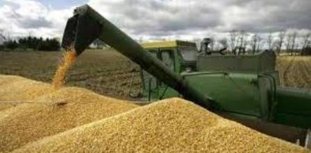 خرید تضمینی گندم در نکا