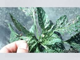 طغیان آفت کارادرینا در مزارع چغندر قند و پنبه خراسان رضوی