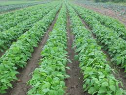 آغاز کشت لوبیا در چهارمحال و بختیاری