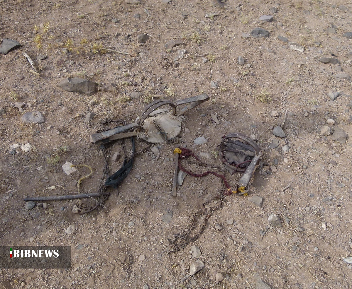کشف تله شکار وحش در شهرستان بیرجند