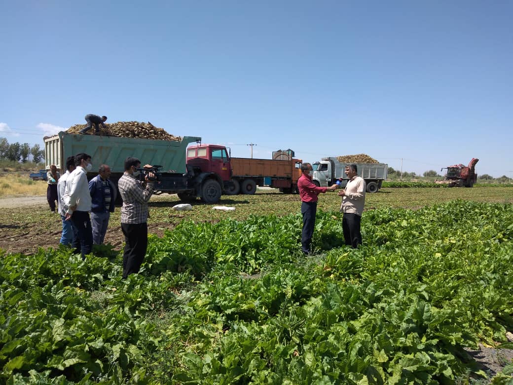 برداشت چغندرقند پایئزه در جغتای