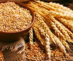 مصرف سالانه ۷۲۰ هزار تن گندم هر سال در خراسان رضوی