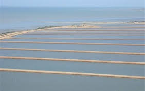 بهره برداری از ۵۵ طرح شیلات و آبزیان در سال جهش تولید