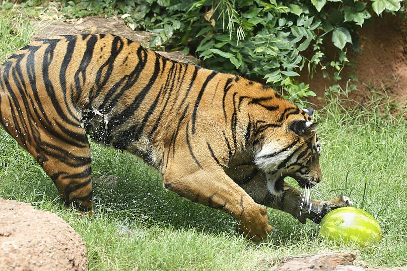 حیوانات باغ وحش دلتنگ بازدیدکنندگان