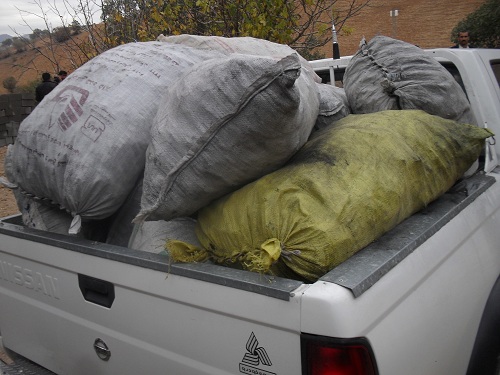 روسیاهی زغال سازان در جنگل‌ها