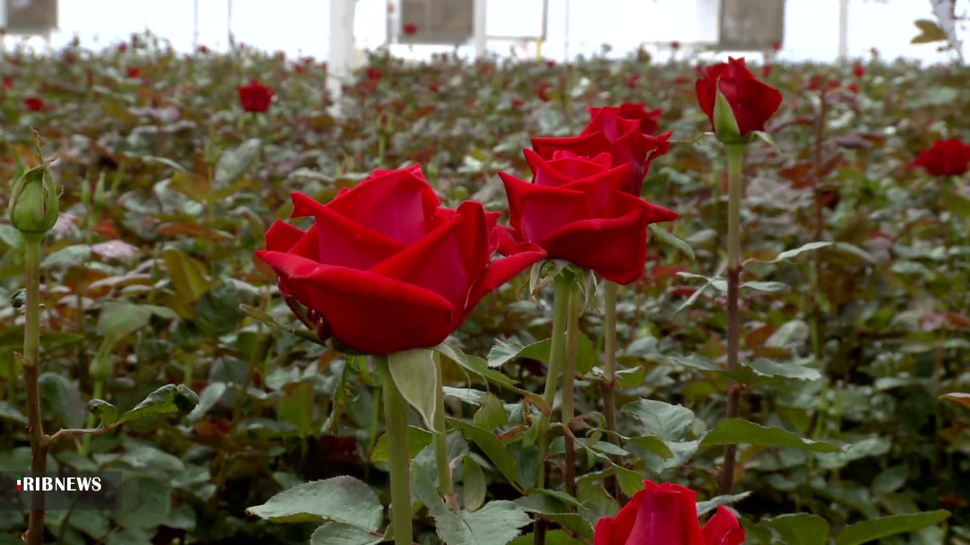 نهایی شدن مطالعات ۵ مجتمع گلخانهای در خراسان جنوبی نهایی شدن مطالعات ۵ مجتمع گلخانهای در خراسان جنوبی