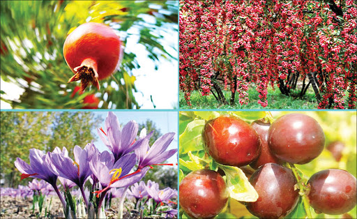 خسارت ۲۰ تا ۸۰ درصدی تنشهای زیستی و غیر زیستی به محصولات باغی خسارت ۲۰ تا ۸۰ درصدی تنشهای زیستی و غیر زیستی به محصولات باغی