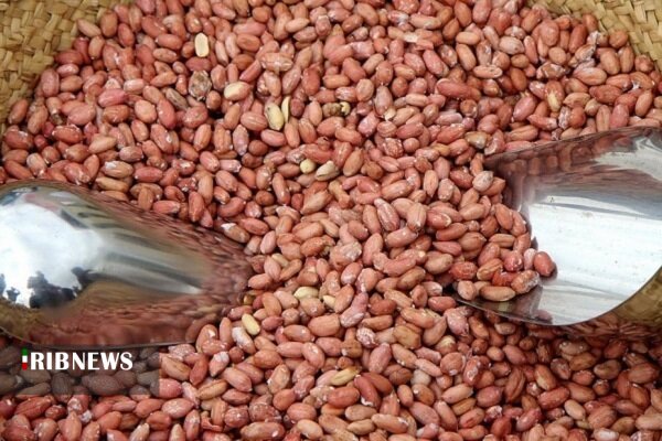 بادام هم در کوزه افتاد.