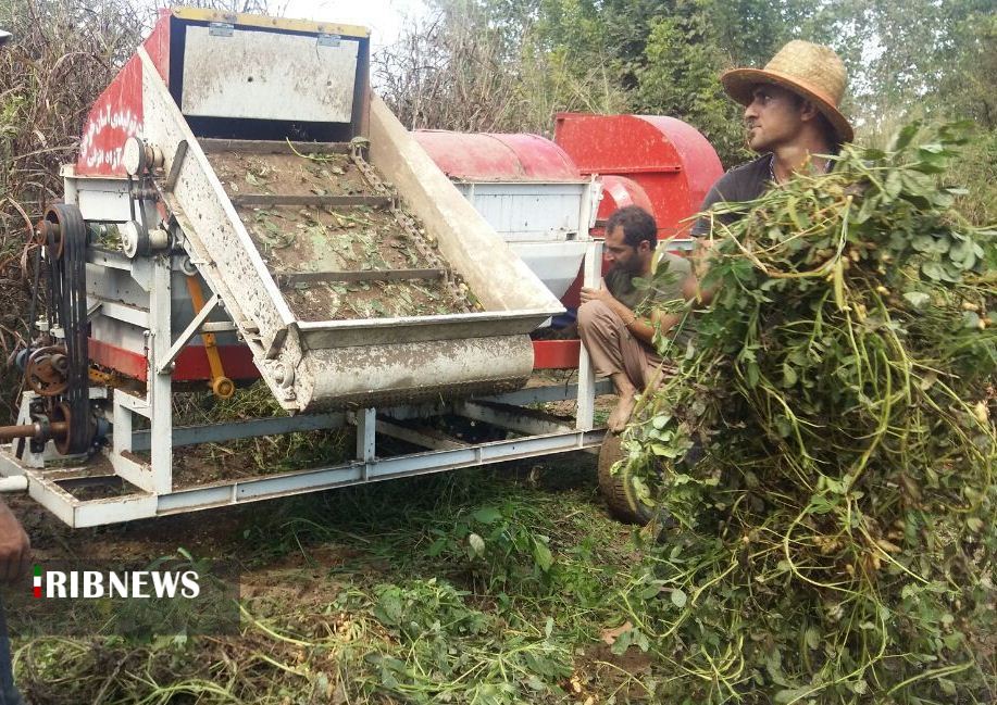 بادام هم در کوزه افتاد.