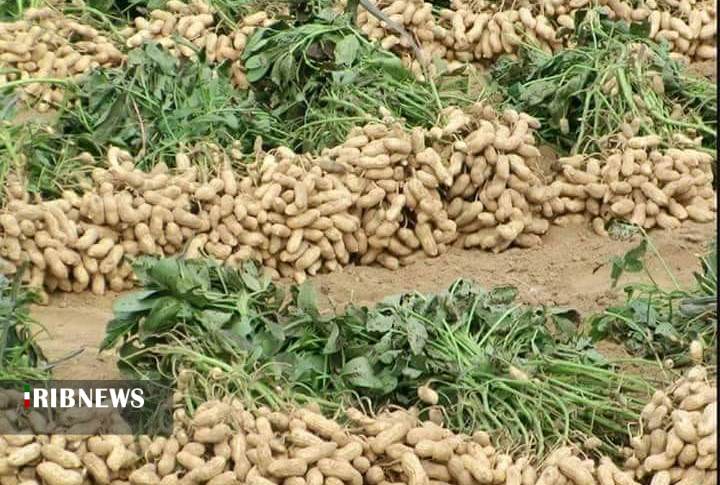 بادام هم در کوزه افتاد.