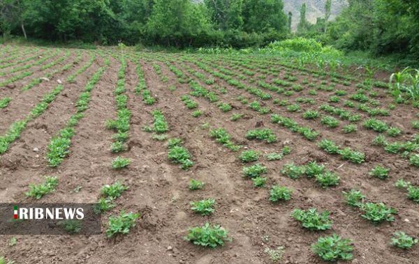 بادام هم در کوزه افتاد.