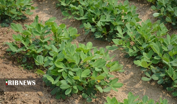 بادام هم در کوزه افتاد.