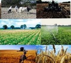 تولید سه درصد محصولات کشاورزی کشور در استان مرکزی تولید سه درصد محصولات کشاورزی کشور در استان مرکزی