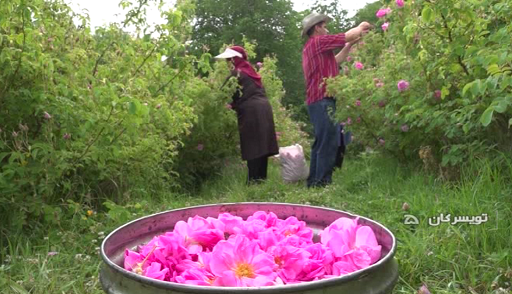 برداشت ۴۲ تنی گل محمدی از گلستانهای تویسرکان