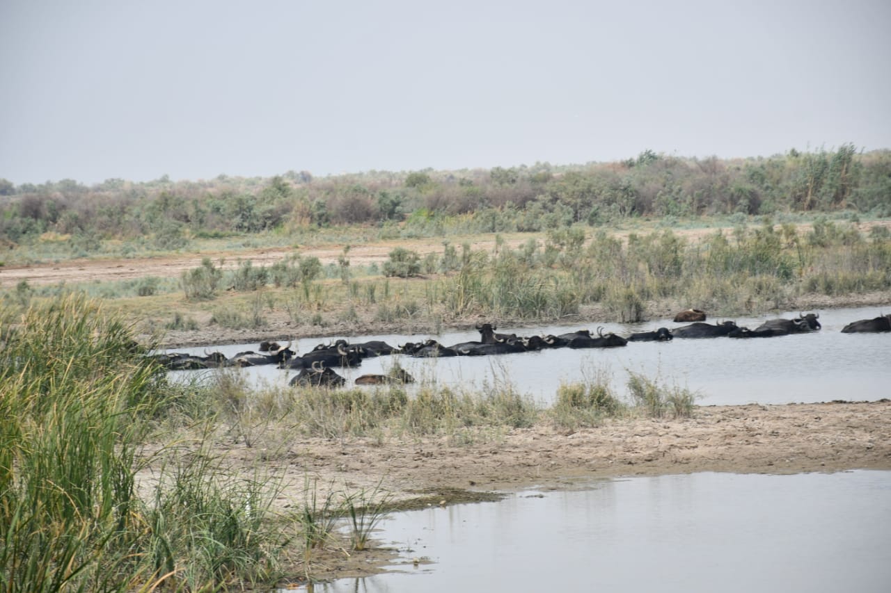 افزایش رهاسازی آب از سد کرخه / هور جان می گیرد + فیلم