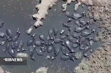 هورالعظیم درمان می خواهد نَه مُسَکن هورالعظیم درمان می خواهد نَه مُسَکن