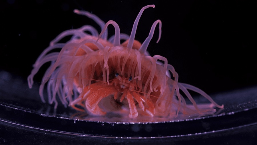 شقایق نعمان که پشت یک خرچنگ گوشه‌گیر زندگی می‌کند