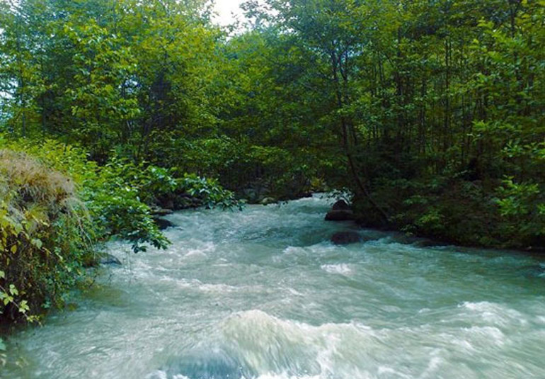 جنگل‌های دوهزار سه هزار چیست؟