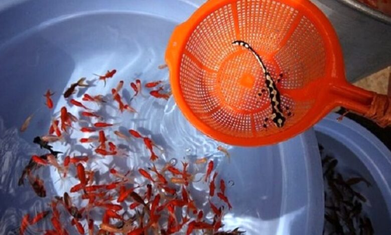 سفره هفت سین؛ جولانگاه فعالیت سودجویان سفره هفت سین؛ جولانگاه فعالیت سودجویان