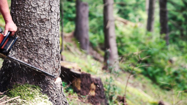 متخلف قطع درختان جنگلی دستگیر شد