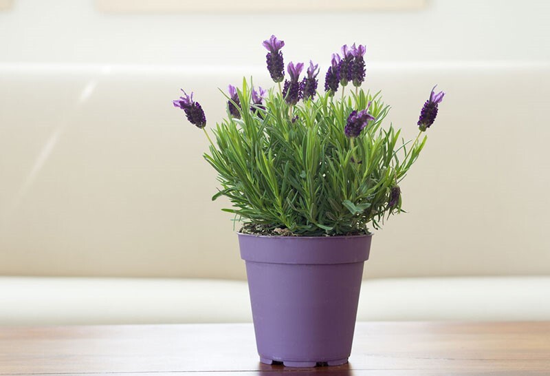 با نگهداری این ۴ گیاه از شر پشههای تابستانی در امان بمانید! اسطوخودوس