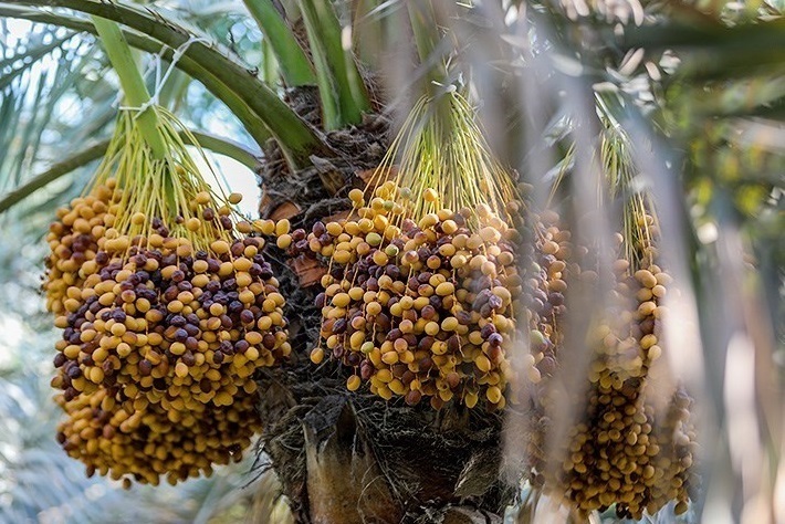 برداشت خارک و رطب از نخیلات حمیدیه برداشت خارک و رطب از نخیلات حمیدیه