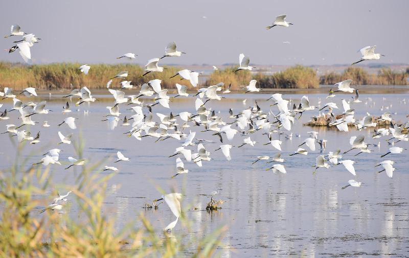 مَحمیه ها قتلگاه پرندگان مهاجر خوزستان