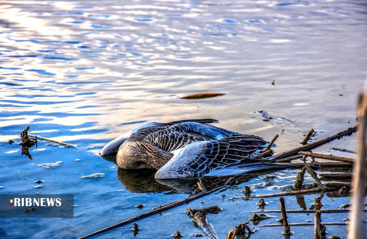 گردشگران نوروزی، تماشاچی فلامینگو، اردک، تنجه، درنا، چوب پا و آبچلیک در تالاب میقان گردشگران نوروزی، تماشاچی فلامینگو، اردک، تنجه، درنا، چوب پا و آبچلیک در تالاب میقان