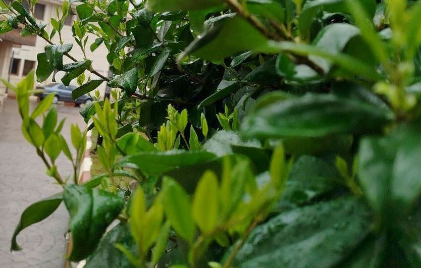 بدرقه سال ۱۴۰۳ با باران در گیلان