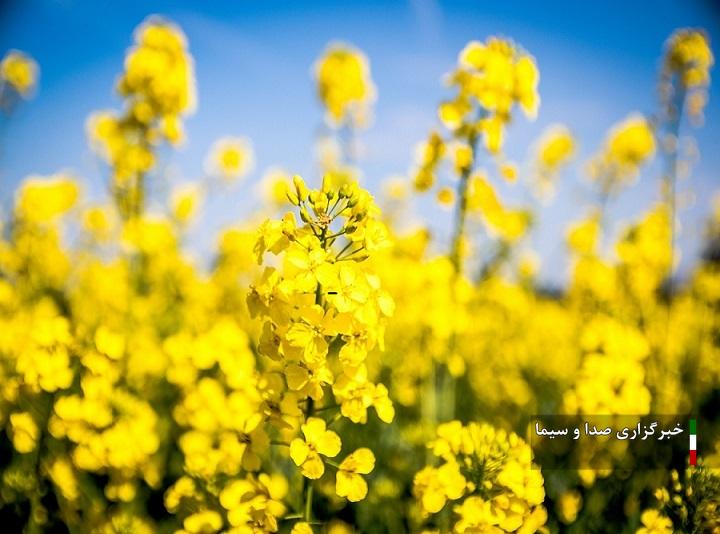 افزایش ۱۵۰ درصدی خرید تضمینی کلزا از کشاورزان لرستانی