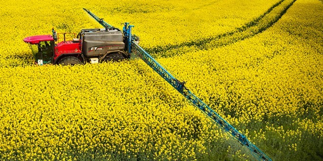 بهای کلزا به کشاورزان کردستانی پرداخت شد