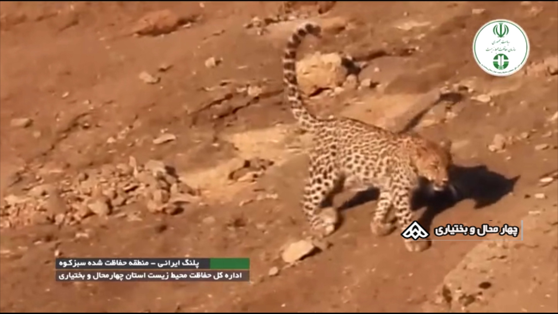 ثبت مجدد پلنگ ایرانی در منطقه‌ی حفاظت‌شده‌ی سبزکوه چهارمحال و بختیاری.