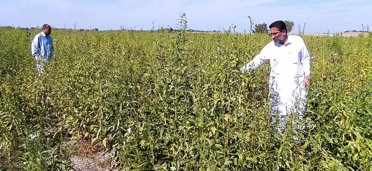 برداشت کنجداز سطح ۴۵۰هکتار از مزارع شهرستان بمپور برداشت کنجداز سطح ۴۵۰هکتار از مزارع شهرستان بمپور