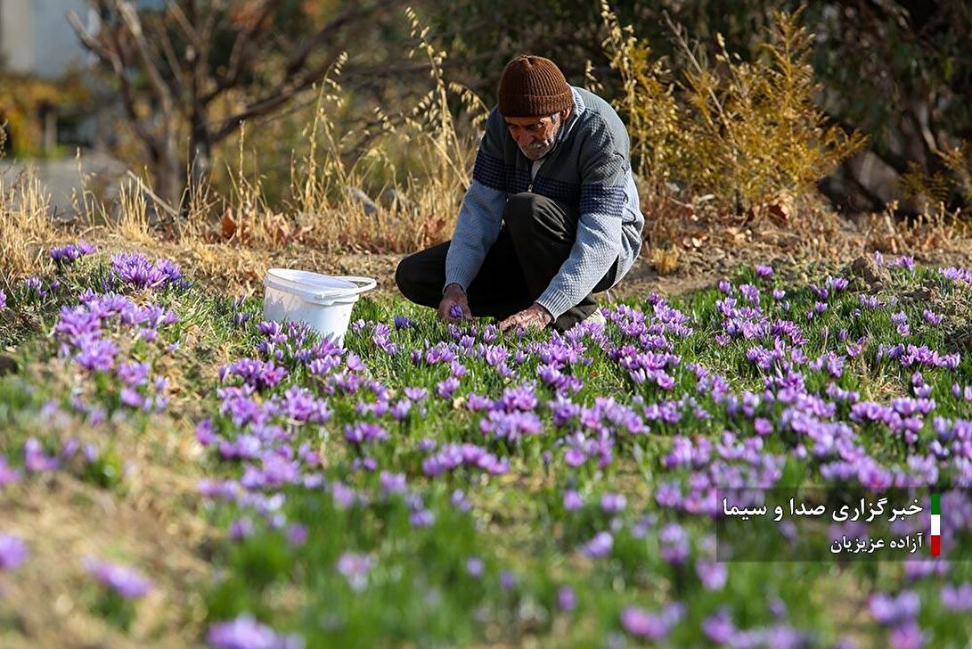 برداشت زعفران در نطنز