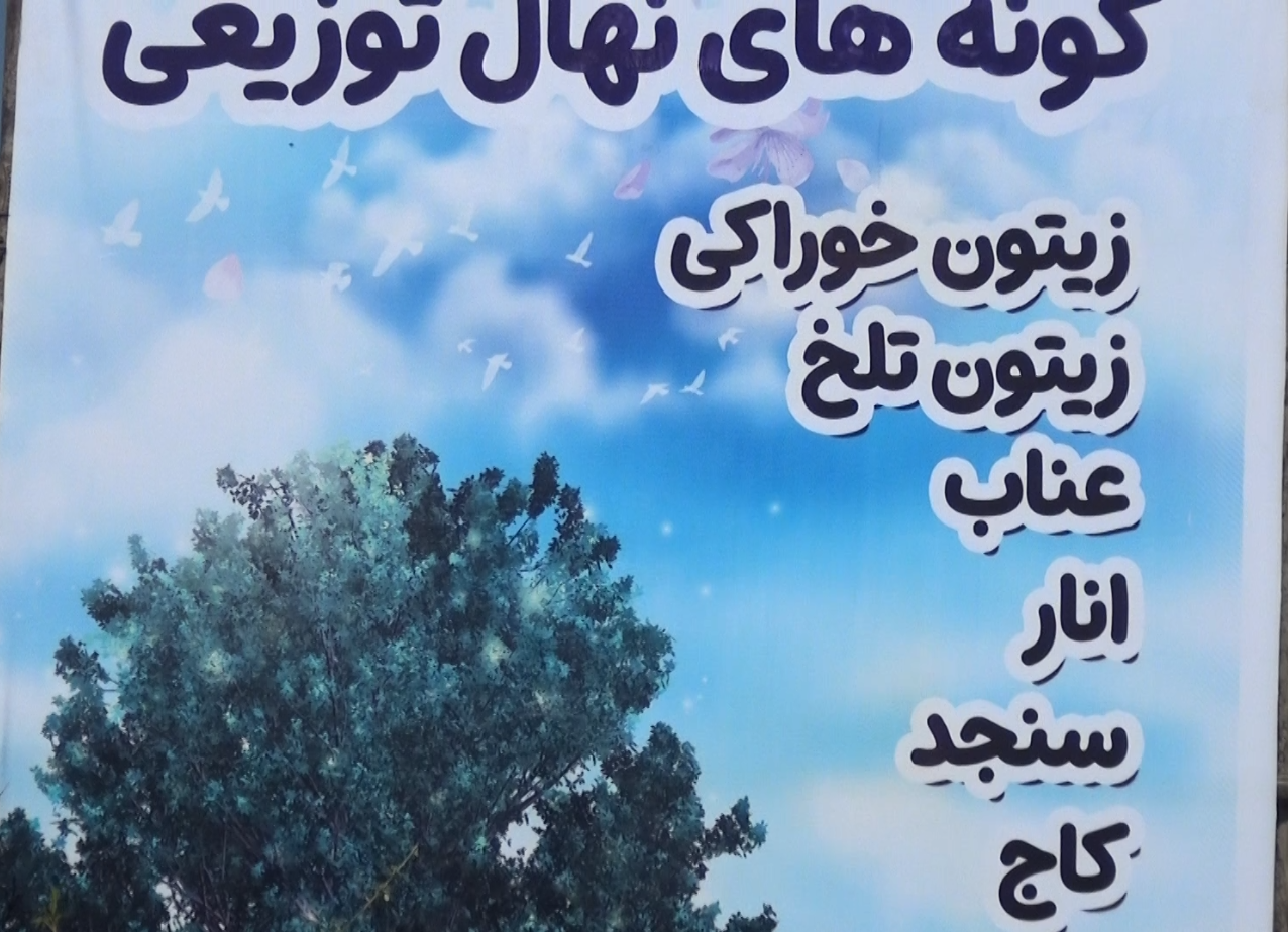 توزیع ۱۲ هزار اصله نهال در زاهدان توزیع ۱۲ هزار اصله نهال در زاهدان