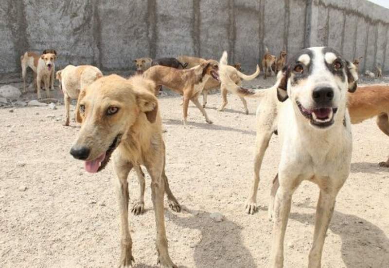 جولان سگ‌های ولگرد در روستای خرم‌آباد قزوین