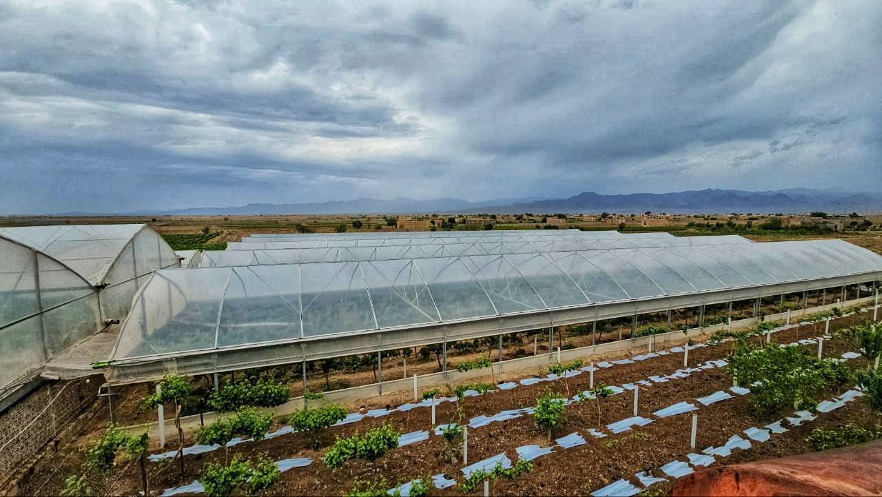 انگور گلخانه‌ای، انقلابی در کشاورزی خلیل آباد