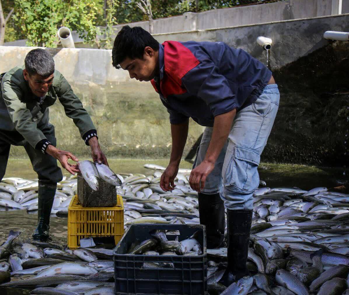 تولید هزار و ۶۳۰ تن ماهی سرد آبی و گرمابی در خراسان شمالی 