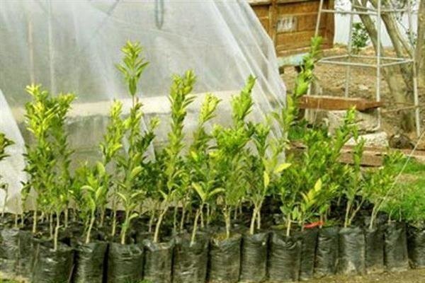 توزیع نهال رایگان در جشن چهل و هفتمین بهار انقلاب