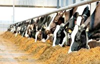 ترخیص نهاده‌ها ۳ روزه شد