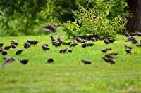 امکان بی نیازی از واردات خوراک دام