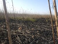 مهار کامل آتش سوزی نیزار‌های تالاب انزلی