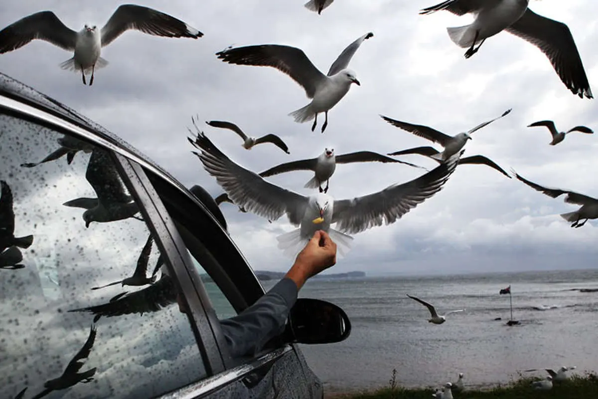 تهدید پنهان غذادهی به پرندگان